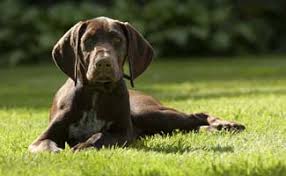 We did not find results for: German Shorthaired Pointer An Active And Popular Breed In The U S Caninejournal Com