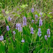 Image result for Nesaea cordata