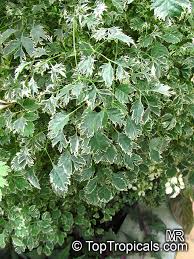 Image result for Polyscias guilfoylei