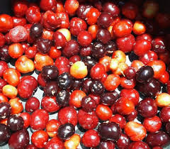 Image result for Eugenia capensis