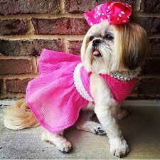 Designer brand names for dogs. 50 Fashion Inspired Dog Names Barkpost