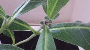 Image result for Raphionacme madiensis