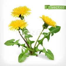 Dandelion Flowers 3d Vector Icon Stock Illustration Ad Vector Flowers Dandelion Illustration Dandelion Flower Dandelion Vector