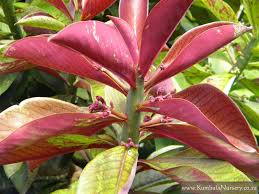 Image result for Synadenium angolense