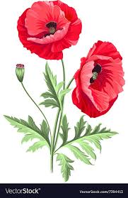 Pin By Raza Bhatti On Flower Poppy Flower Art Poppy Painting Flower Painting