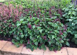 In principle, hybrid fuchsias do not need a rest period, but in the cold winter months it is quite difficult to provide plants with constant access to fresh air and a sufficient level of illumination at a. Rockin Fuchsia Salvia Hybrid Potted Shrubs Salvia Flowering Shrub