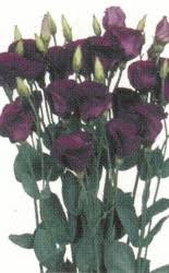 Image result for eustoma flamenco