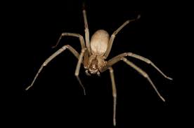 The more severe systemic alterations attributed to the venom of … The Bite Of The Brown Recluse University Of Arizona News