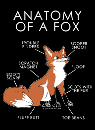 Anatomy Of A Fox Cute Fox Fox Anatomy Fox Art