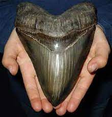 Hier erfahrt ihr ob es hinweise dafür gibt, dass megalodon noch am leben ist. Versteinerte Haizahne Aus Amerika Carcharocles Megalodon