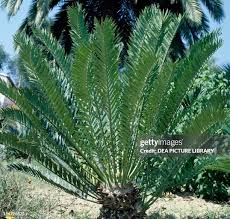 Image result for Zamiaceae