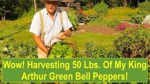 Vintage arthur pepper signed art gold tone highly domed & layered amber cabochon brooch pin. Wow Harvesting 50 Lbs Of My King Arthur Green Bell Peppers And Some Garden Tips Youtube