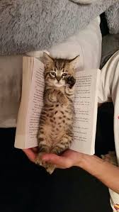 صور حيوانات Cute Animals Animals Kittens Cutest