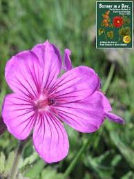 Image result for Gerrardinaceae