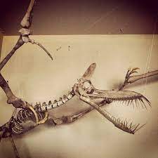 Scientists Discover New Kind Of Flying Pterosaur Dinosaur Fossils Prehistoric Dinosaurs Fossil Bones