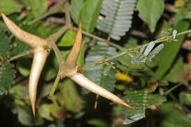 Image result for Acacia cornigera