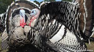 The 'broad breast' meat makes them ideal for special feasts. The Livestock Conservancy