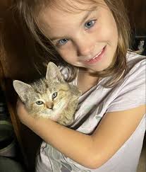 Found Cat in Charleston Area with Collar