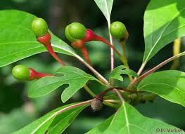 Image result for Lauraceae