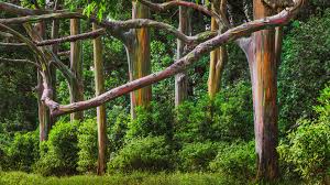 It can be found in the philippines, indonesia, and papua new guinea, where it can soar up to 250 feet in the air. Rainbow Eucalyptus Trees Forest At Hana Road Maui Hawaii Usa Windows 10 Spotlight Images