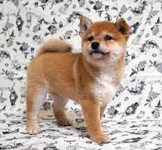 Shiba Inu Puppy For Sale In San Francisco Ca Adn 71761 On Puppyfinder Com Gender Female Age Under 1 Week Old Shiba Inu Puppy Shiba Inu Puppies