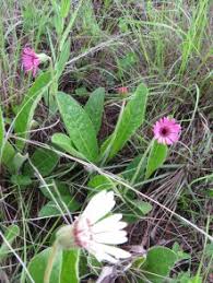 Image result for Gerbera viridifolia