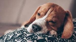 Σκύλοι: Γιατί σκάβουν το κρεβάτι τους; | Athens Voice