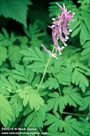 Image result for Corydalis