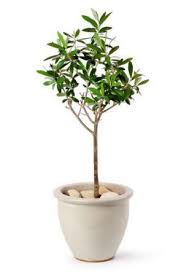 Bearing Fruit Olive Trees In Pots Olive Plant Potted Trees Plants