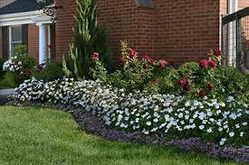 Image result for Impatiens lutzmanniae
