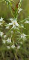 Image result for Habenaria nyikana
