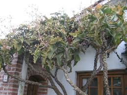 Kalanchoe Beharensis Felt Bush World Of Succulents Cool Succulents Succulents Growing Succulents