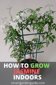 How To Grow Jasmine In 2020 Jasmine Plant Jasmine Plant Indoor Plants