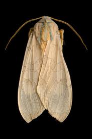 Mysterious Majestic Moths At The Museum Amnh Moth Species Moth Insects