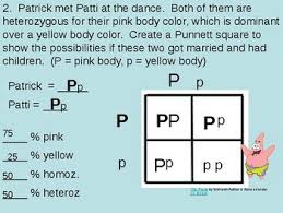 Genetics with sponge bob (pdf) what happens when spongebob squarepants marries spongesusie roundpants? Punnett Square Problems Sponge Bob Powerpoint By Ez Science Tpt
