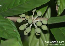 Image result for Monoon