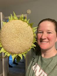 First time growing sunflowers.