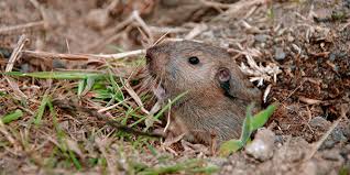 All you needs is a lawnmower, a mattock, and a hat. Pocket Gophers National Wildlife Federation