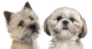 The parent breeds of the cairn terrier shih tzu mix (often called the care tzu) are the cairn terrier, one of the smallest terrier breeds, and the shih tzu, an ancient chinese toy breed. Shih Tzu Mixed With Terrier Puppies Online