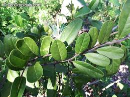 Image result for Chironia flexuosa