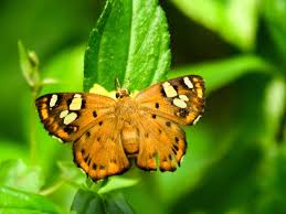 A butterfly of the family nymphalidae. 1 535 Brush Footed Photos Free Royalty Free Stock Photos From Dreamstime