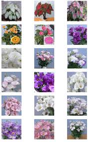 Image result for eustoma maurine