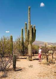 Saguaro National Park | region, Arizona, United States | Britannica