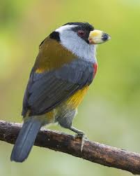 Big Bird With Colorful Feathers Pin On Birds