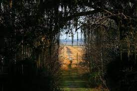 Finding America Paynes Prairie Gainesville Fl Gainesville Florida Florida Travel Micanopy Florida