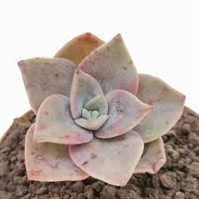 Image result for Blepharis bainesii