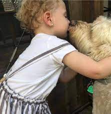 Pupsters are expected to mature to small medium in. Gold Coast Labradoodles