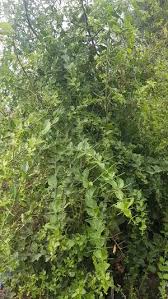 Image result for Azima