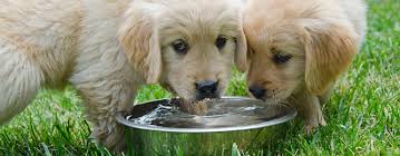 How Much Water Does Your Pet Need Gardening Australia
