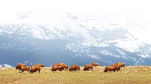 Being wild jackson hole can connect visitors with any number of volunteer activities, from surveying local plants to removing or fixing barbed wire fences in order to reduce barriers to wildlife movement. Jackson Hole Wildlife Safaris Grand Teton Yellowstone Tours